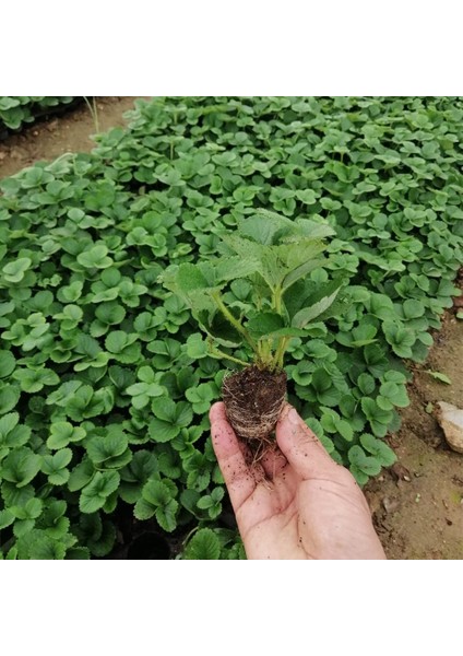 10 Adet Camarosa Çilek Fidesi Viyolde Dikime Hazır