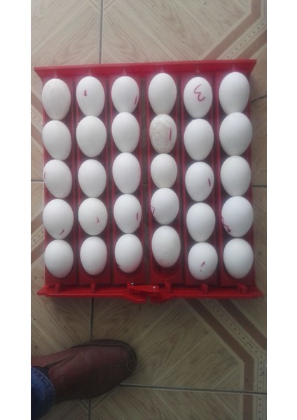 Kulucka Makinesi 60 Lı Gelişim Viyolu Motorlu 2.5,3 Rpm Motor fiyatları