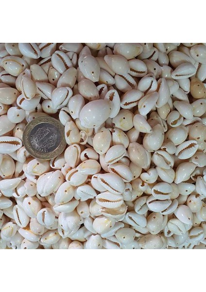 Cyprea Annulus Delikli Kavrulmuş Deniz Kabuğu 100 gr
