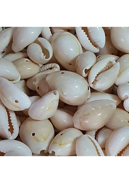 Cyprea Annulus Delikli Kavrulmuş Deniz Kabuğu 100 gr