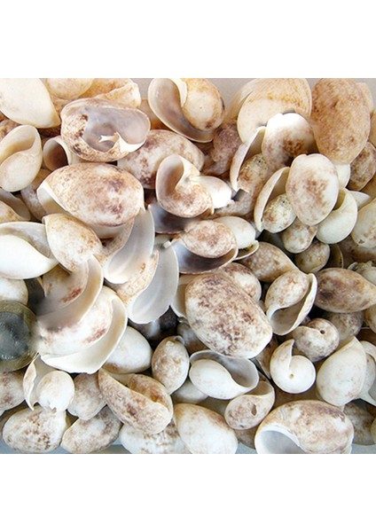 Bulla Ampula Kiloluk Deniz Kabuğu - 1 kg