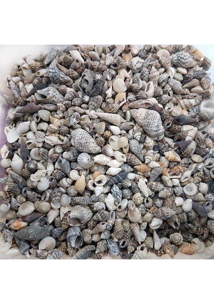 Karışık Minik Kiloluk Deniz Kabuğu - Şişe Içi Için - 1 kg