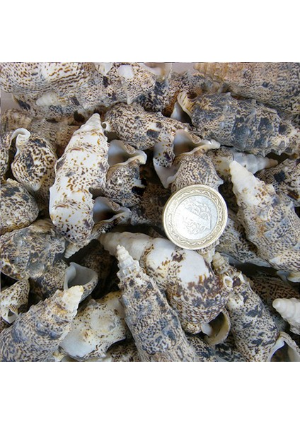 Cerıthıum Vulgatum Kiloluk Deniz Kabuğu - 1 kg
