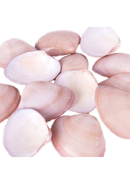 Chocolate Clams Kiloluk Deniz Kabuğu - 1 kg