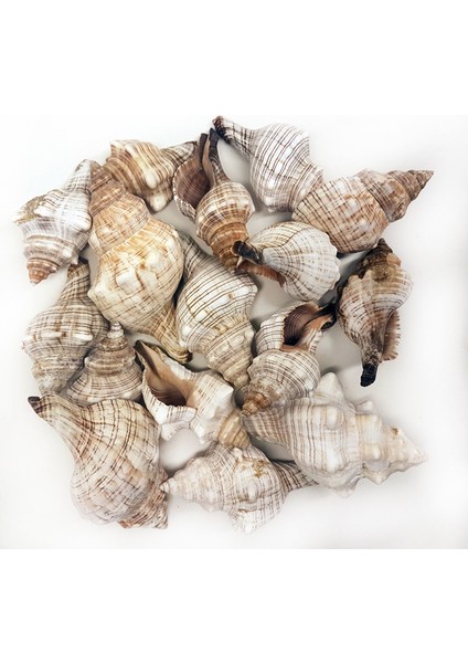 Trapezium Kiloluk Deniz Kabuğu - 1 kg
