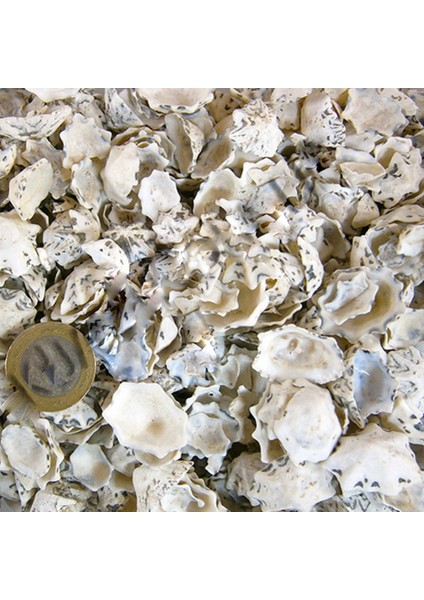 Star Limpet Kiloluk Deniz Kabuğu - 1 kg