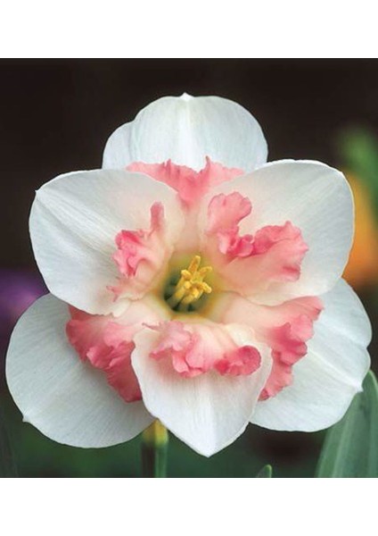 5'li Pudra Içli Beyaz Nergis Çiçeği Soğanı