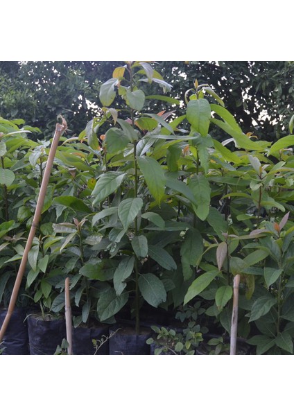 Tüplü Avokado Anacı(Aşılanabilir Durumda)
