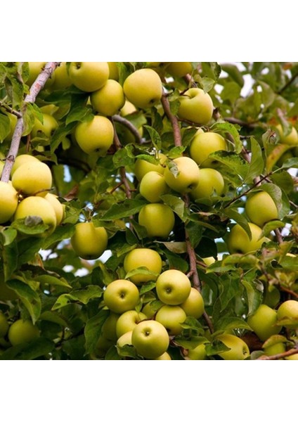 Tüplü Aşılı Golden Elma Fidanı