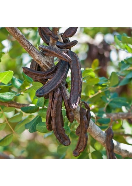 aşılı Tüplü Keçiboynuzu (Harnup) Fidanı 80-110CM
