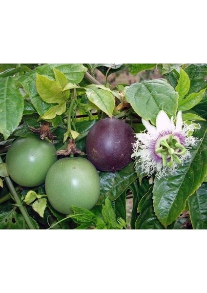 Tüplü Passiflora Fidanı Yaş 1 Boy 40-60CM