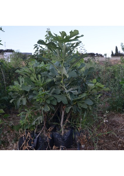 Tüplü Beyaz Lop Incir 70-100 cm fiyatları