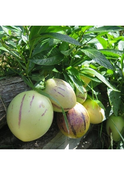 Tüplü Salkım Meyveli Pepino Fidanı Yaş 1 Boy 45-65CM