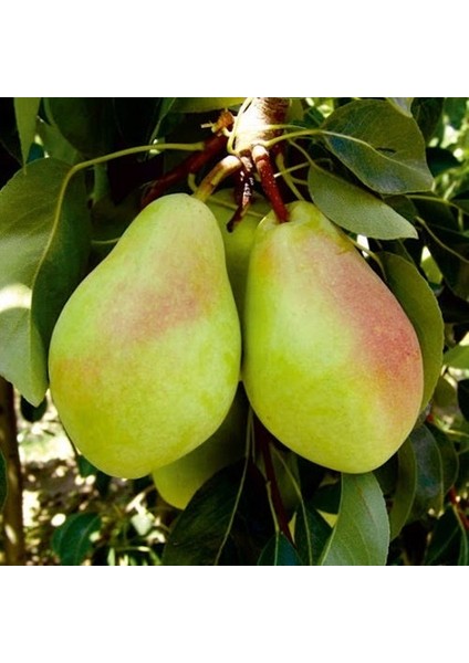 Tüplü Aşılı Santa Maria Armut Fidanı 2 Yaş - 90-110 Boy (Bol Sulu Çok Verimli