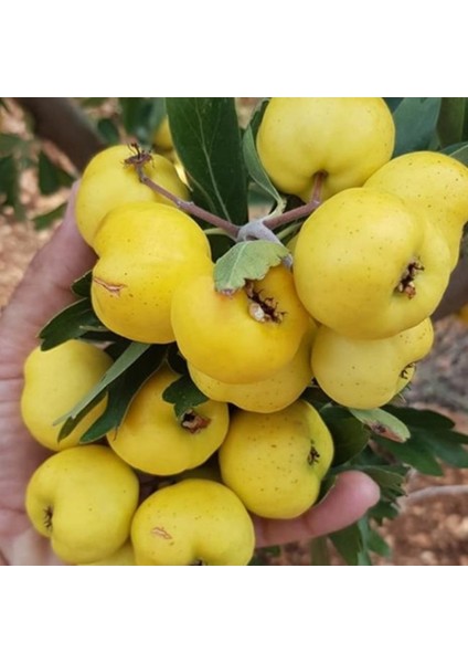 Tüplü Aşılı, Iri Meyveli Sarı Belen Alıç Fidanı