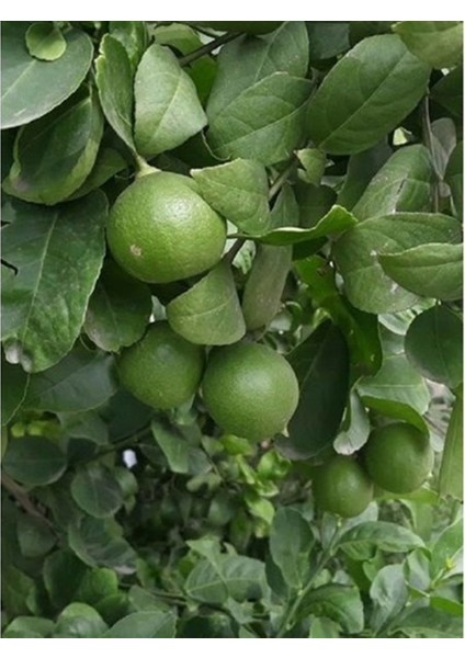 Tüplü Aşılı Lime Tahiti Limequat Fidanı 2 Yaş 50-70 cm Boy