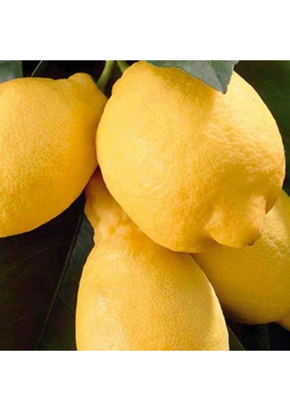 Tüplü Aşılı Bodur Saksılık Enterdonat Limon Fidanı 4 Yaş 80-100 Boy