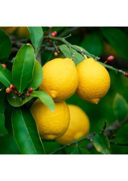 Tüplü Aşılı Kütdiken Yediveren Limon 2 Yaş Boy 90-110 cm Soğuklara Dayanıklı