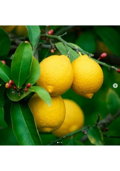 Tüplü Aşılı Yediveren Limon Fidanı 2 Yaş Boy 90-110CM