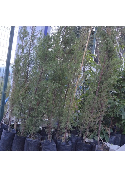 Tüplü Kara Selvi Fidanı 80-110 cm