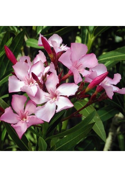 Tüplü Zakkum Fidanı Pembe Çiçekli Nerium Oleander