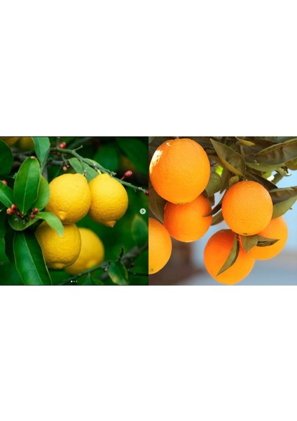 Tüplü Aşılı Bodur Saksılık Nevalina Portakal+ Yediveren Limon 2 Yaş Boy 70-80CM
