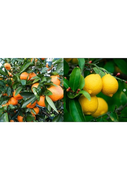 Tüplü Aşılı Bodur Yediveren Limon+Okitsu Mandalina