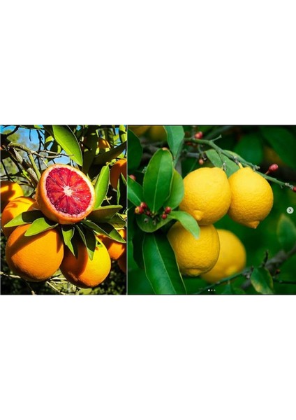 Tüplü Aşılı Cara Cara Portakal + Yediveren Limon Fidanı 2 Yaş (2li Paket)