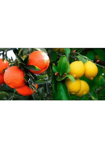 Tüplü Aşılı Yediveren Mayer Limon + Kokulu King Mandalina Fidanı (2li Paket) 2 Yaş 90-110 cm Boy