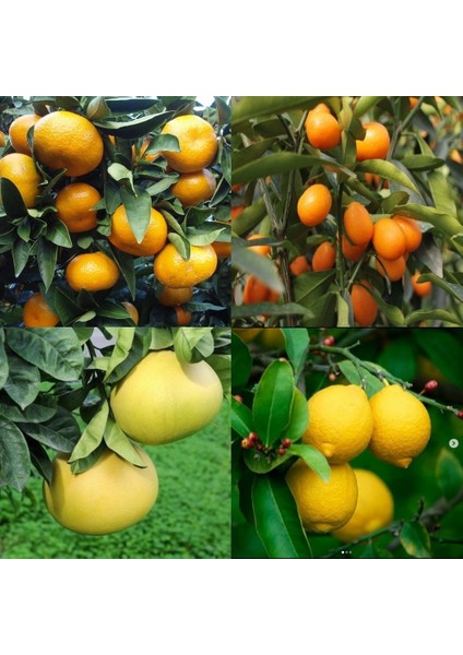 Bodur Aşılı Saksılık Yediveren-Kamkat-Portakal-Şadok Fidanı (4 Lü Paket)