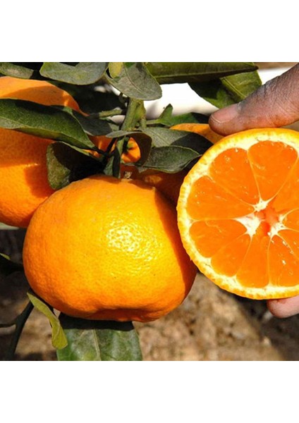 Tüplü Aşılı Saksılık Bodur Miho Wase Mandalina Fidanı 2 Yaş 40-60 cm Boy