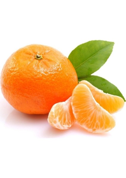 Tüplü Aşılı Satsuma Mandalina Fidanı Yaş 1-2 Boy 90-110CM