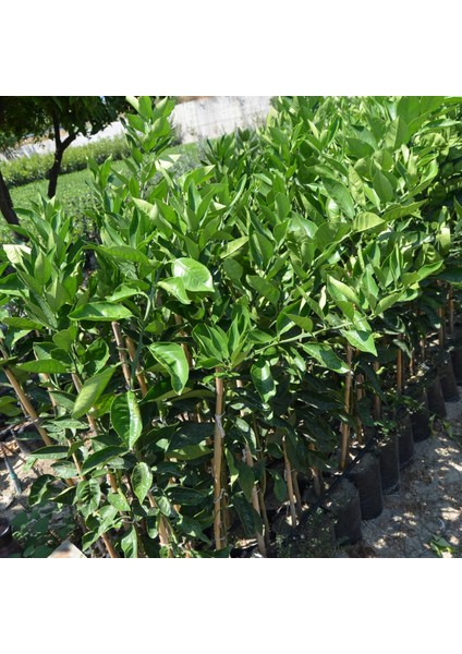 Tüplü Aşılı Satsuma Mandalina Fidanı Yaş 1-2 Boy 90-110CM