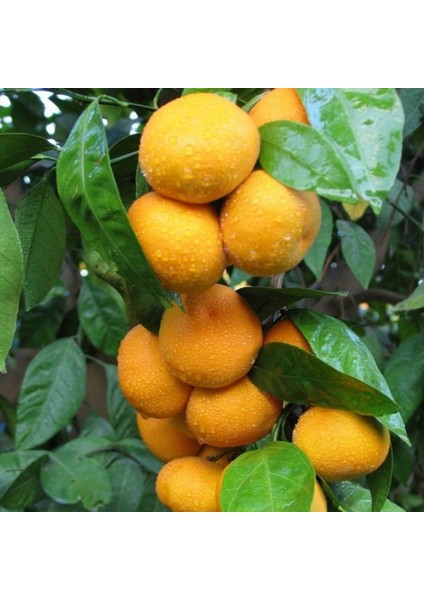 Tüplü Aşılı Mihovaze Mandalina Fidanı Yaş 1-2 Boy 90-110CM