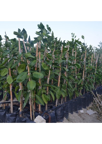 Tüplü Aşılı Mihovaze Mandalina Fidanı Yaş 1-2 Boy 90-110CM