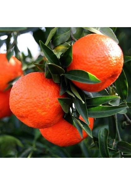 Tüplü Aşılı Klemantin Kokulu King Mandalina Yaş 1-2 Boy 90-110CM Soğuklara Dayanıklı