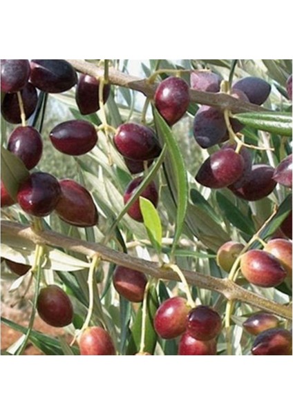 Tüplü Ayvalık Zeytin Fidanı(2 Adet)