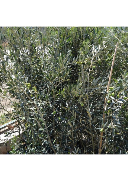Tüplü Ayvalık Zeytin Fidanı(2 Adet) fiyatları