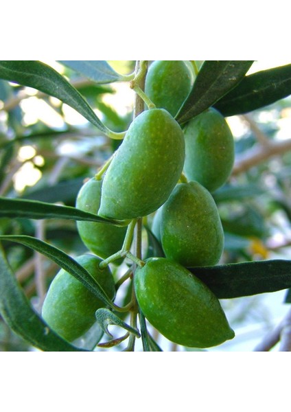 Tüplü 3 Yaş Bodur Gemlik Zeytin Fidanı( 2 Adet )