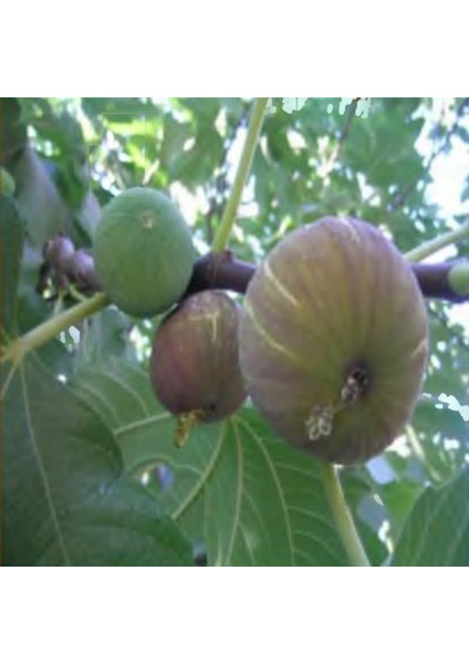 Tüplü Mor Güz Incir Fidanı (2 Adet)