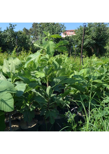 Tüplü Mor Güz Incir Fidanı (2 Adet) fiyatları