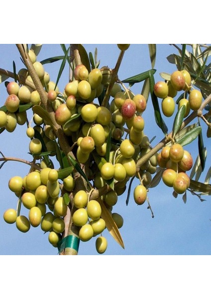 Tüplü Arbequina Bodur Ispanyol Zeytin Fidanı 2 Yaş(Meyve Verme Durumunda)