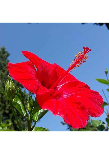 Tüplü 4 Adet 60-80 cm Kırmızı Japon Gülü (Hibiscus)