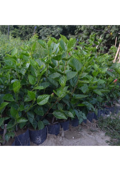Tüplü 4 Adet 60-80 cm Kırmızı Japon Gülü (Hibiscus) fiyatları