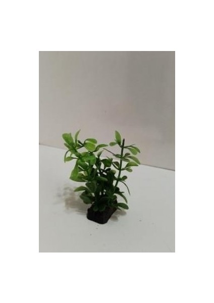 Bacopa Monnieri Plastik Bitki 10 cm