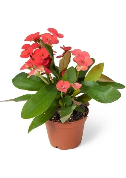 Mini Euphorbia Milli Dikenler Tacı Çiçekli Kaktüs