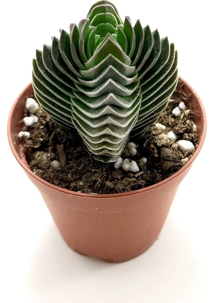 Crassula Buddha's Temple Sukulent