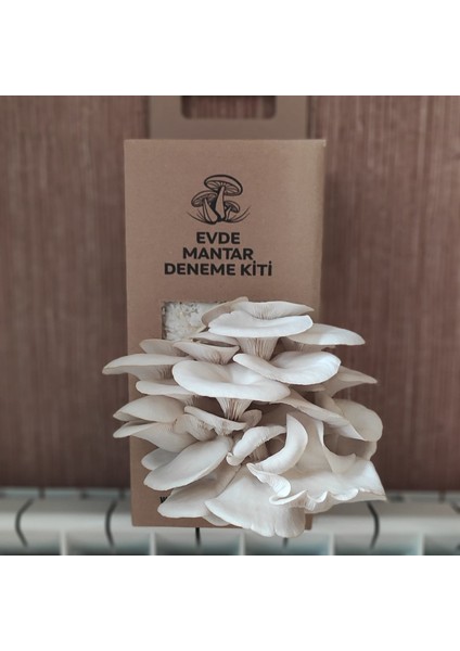 Istridye Mantarı Hobi Deneme Kiti - 3 kg - Whatsapp Destek Hattı - Broşür