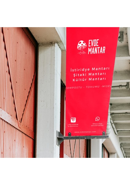 Istridye Mantarı Hobi Deneme Kiti - 3 kg - Whatsapp Destek Hattı - Broşür fırsatları