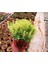 Karanfil Sedum 1